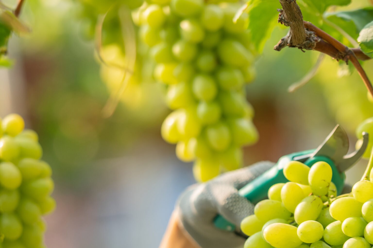Femme faisant les vendanges