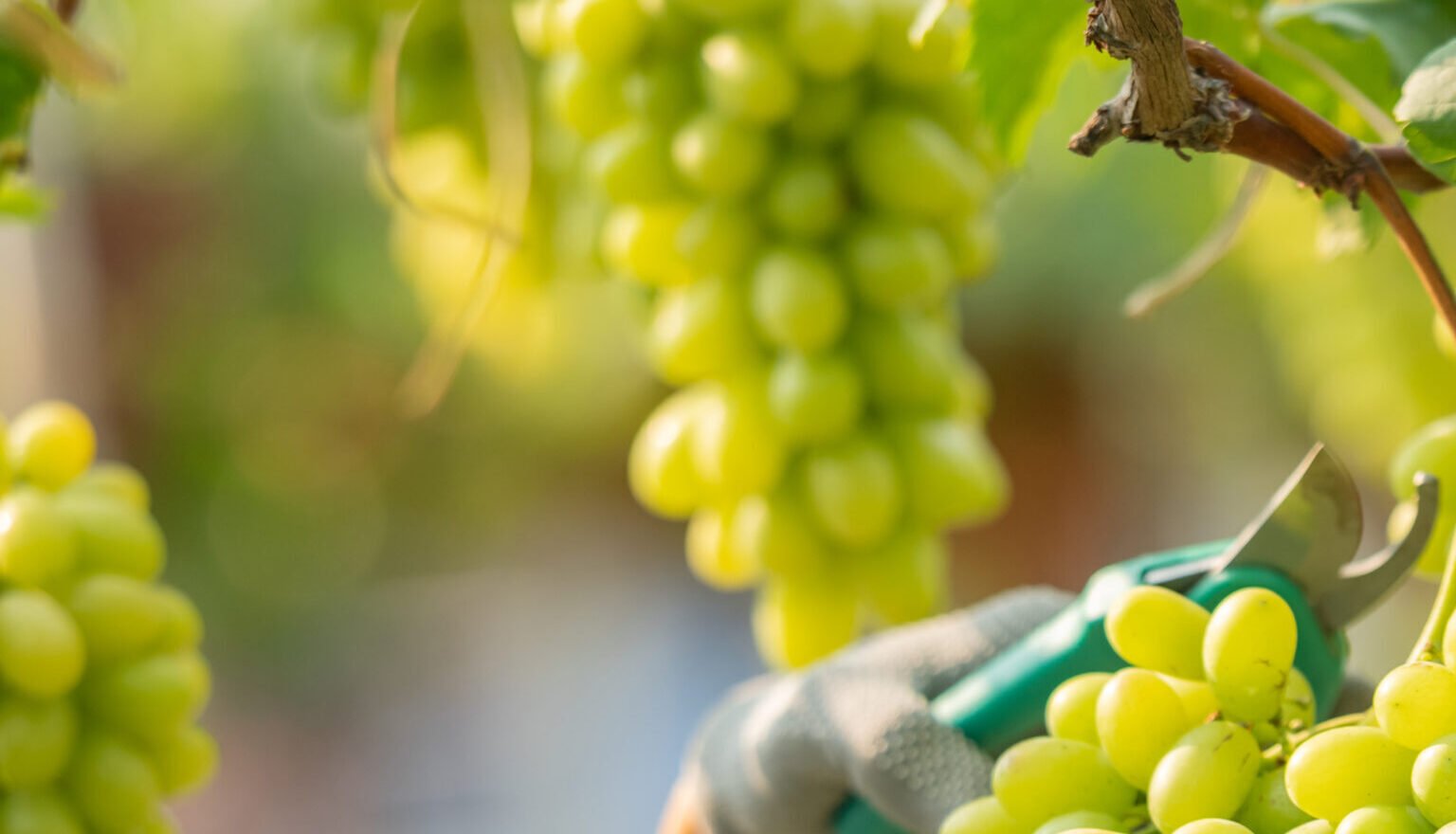 Femme faisant les vendanges