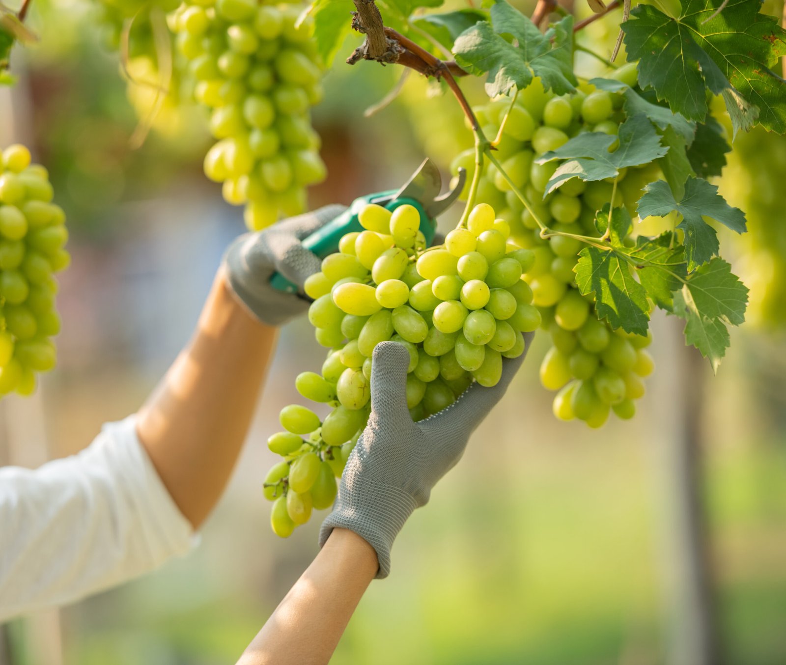 Femme faisant les vendanges